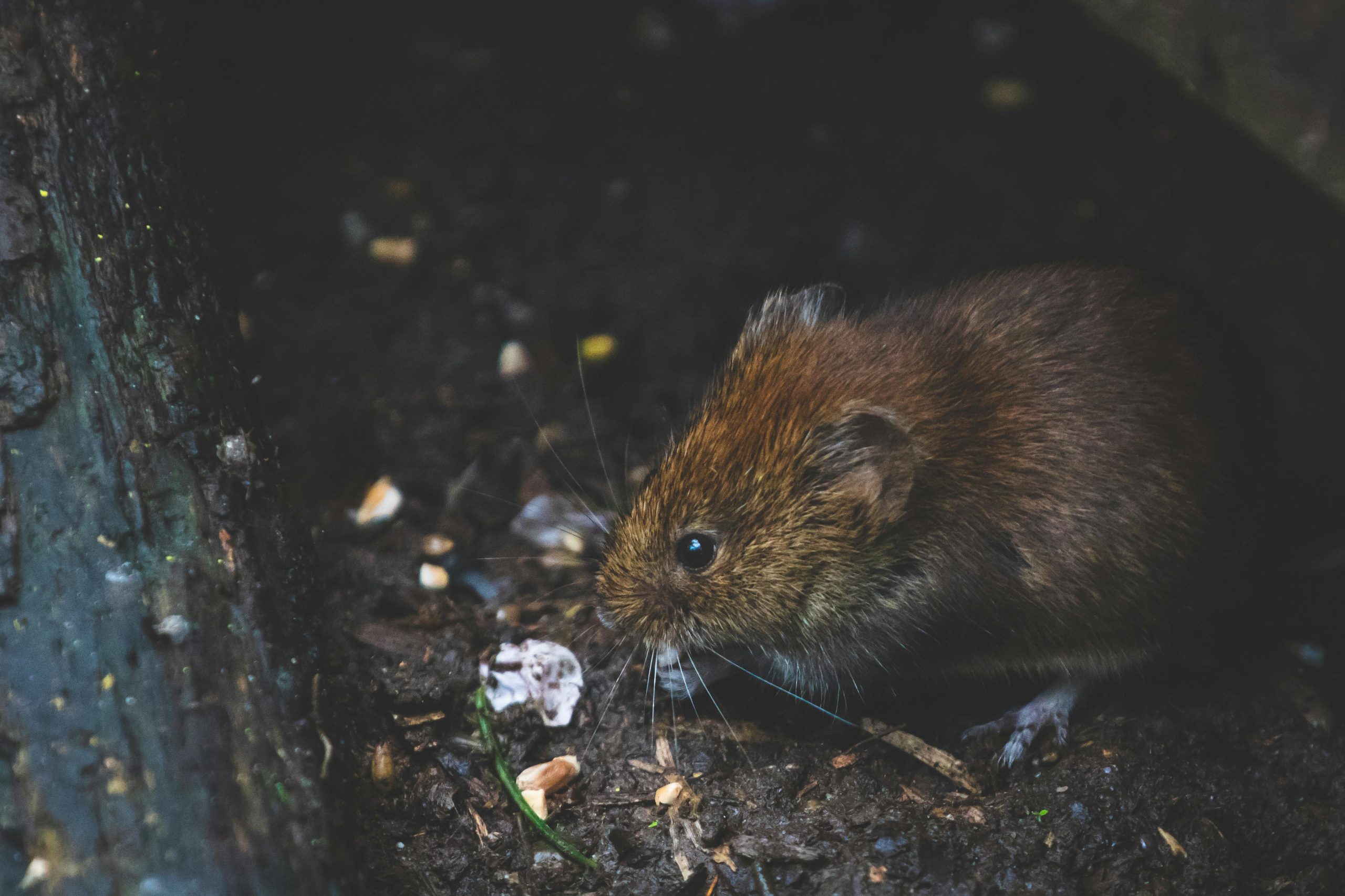 Comment prévenir une infestation de rongeurs à la maison